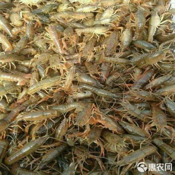 龙虾苗直供与养殖综合服务指南