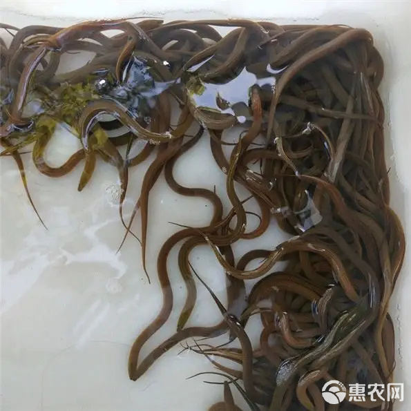 正大9号黄鳝苗 优质苗源、全程技术护航，从池塘到垂钓的一站式养殖新体验