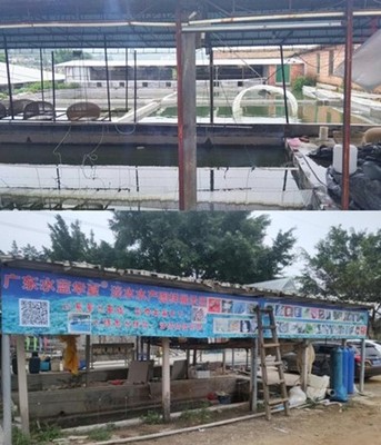 豪情丁桂鱼苗培育基地 欧洲丁桂鱼苗供应与广东批发，畅享池塘垂钓乐趣